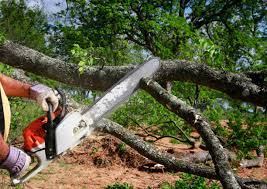 Lawn Renovation and Restoration in Pflugerville, TX