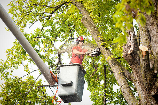 Best Tree Trimming and Pruning  in Pflugerville, TX