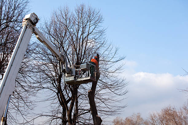 How Our Tree Care Process Works  in  Pflugerville, TX